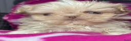 Shih Tzu dogs for sale: Tiny imperial shihtzu puppies - Advert 19