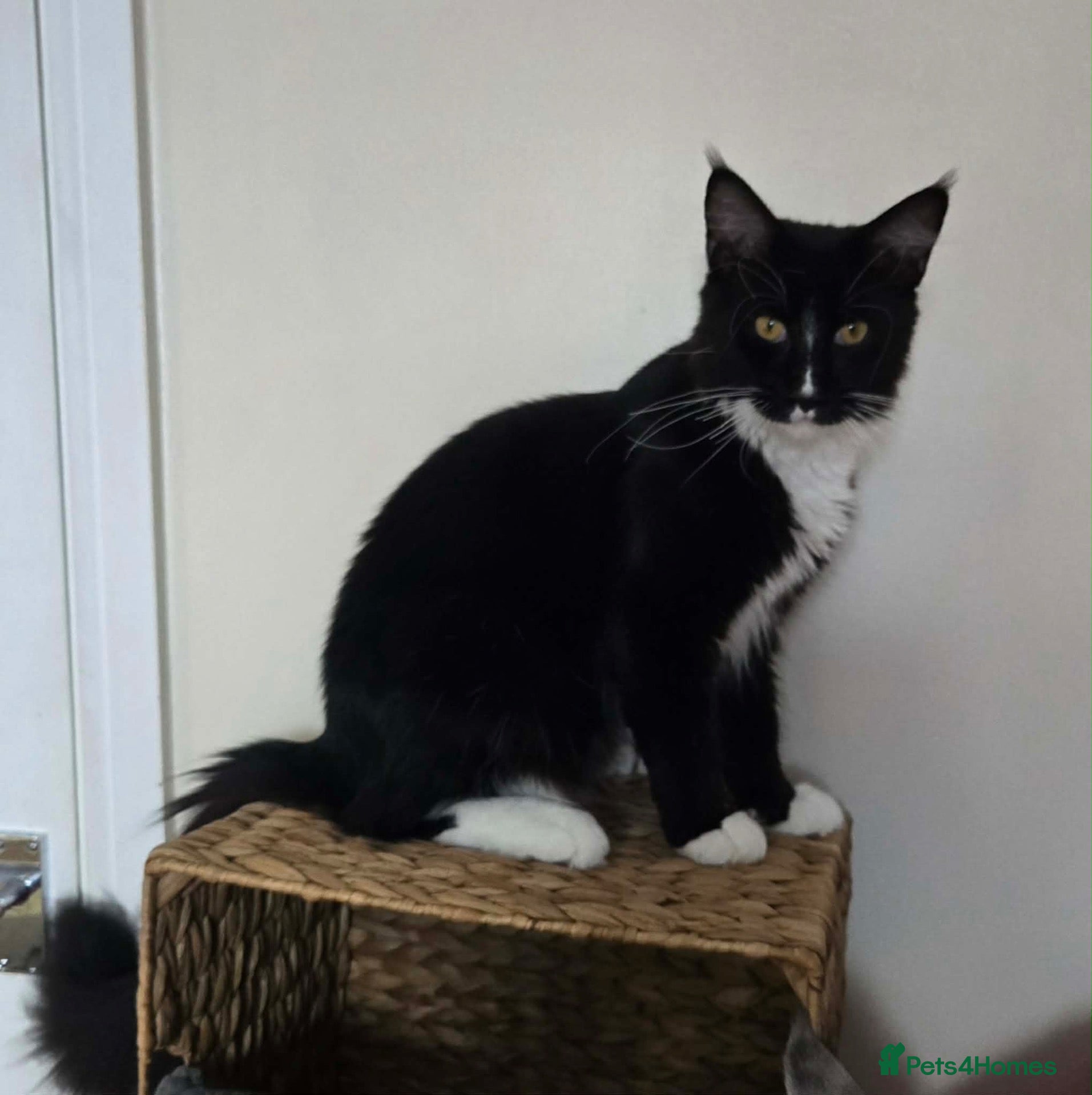 Maine Coon cats Fantastic TICA registered Maine Coon boy. - Advert 2