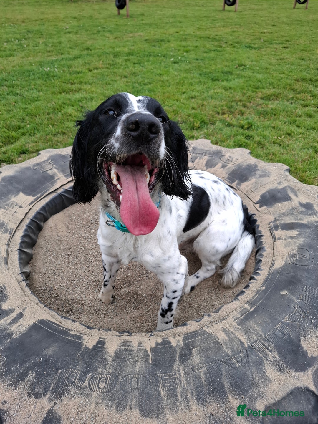 English Springer Spaniel dogs for sale: Handsome Male Springer  - Image 1