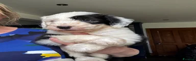 Old English Sheepdog 1