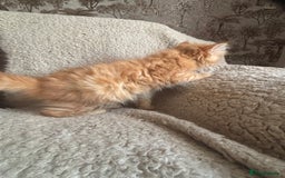Ragdoll cats for sale: Gorgeous Kittens Available  - Image 7