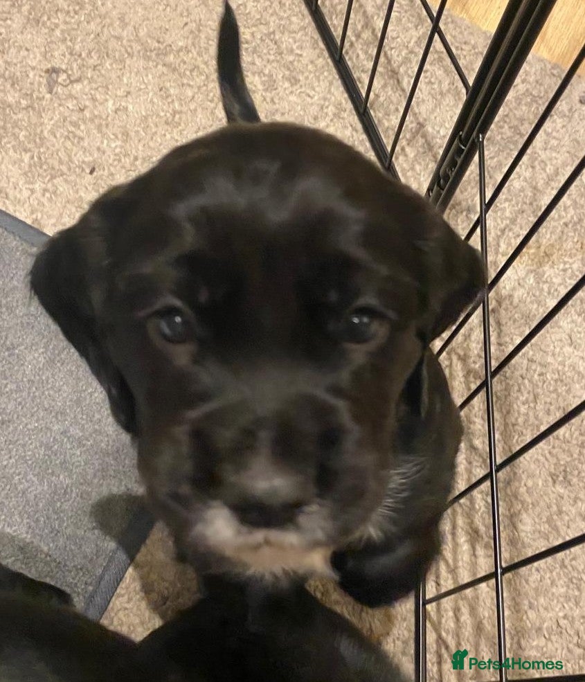 Cocker Spaniel dogs Cocker Spaniel Puppies - Advert 7