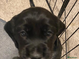 Cocker Spaniel dogs Cocker Spaniel Puppies - Advert 7