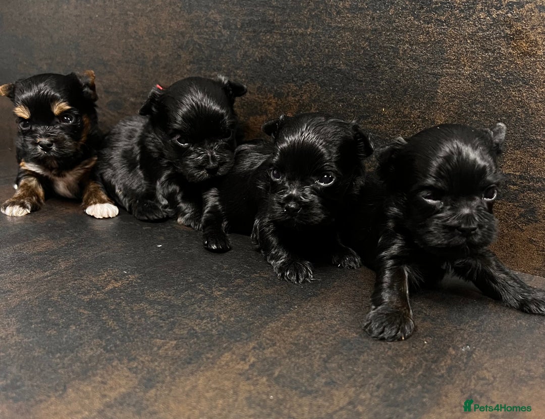 Yorkshire Terrier dogs for sale: ❀ Miniature Yorkshire Terriers – 4 Girls  ❀ - Advert 6