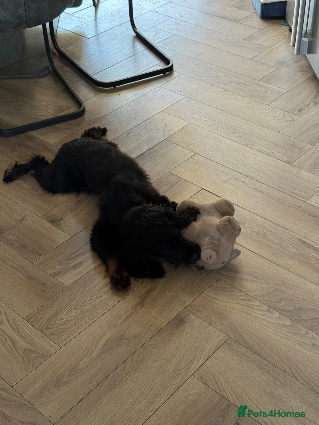 Cocker Spaniel dogs for sale: 2 Yr Old Male Cocker Spaniel - Advert 3