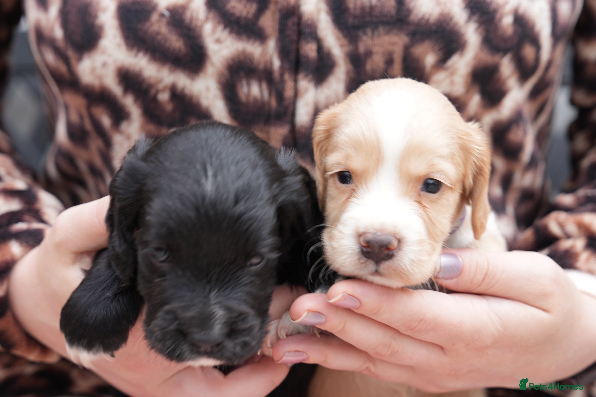 Cocker Spaniel dogs Just I male cocker available kc reg health tested - Advert 8