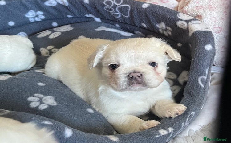 French Bulldog dogs - Advert 4