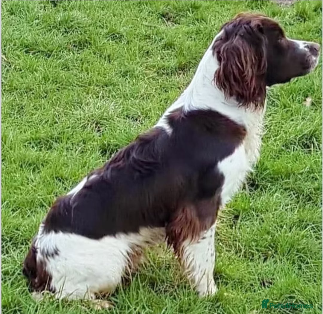 English Springer Spaniel dogs for sale: HEALTH TESTED liver & white springer spaniels  - Image 9