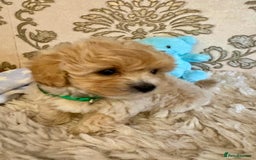 Maltipoo dogs for sale: ADORABLE F1 MALTIPOO PUPPIES DNA TESTED  - Image 8