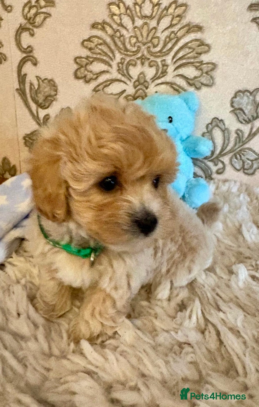 Maltipoo dogs for sale: ADORABLE F1 MALTIPOO PUPPIES DNA TESTED  - Image 8