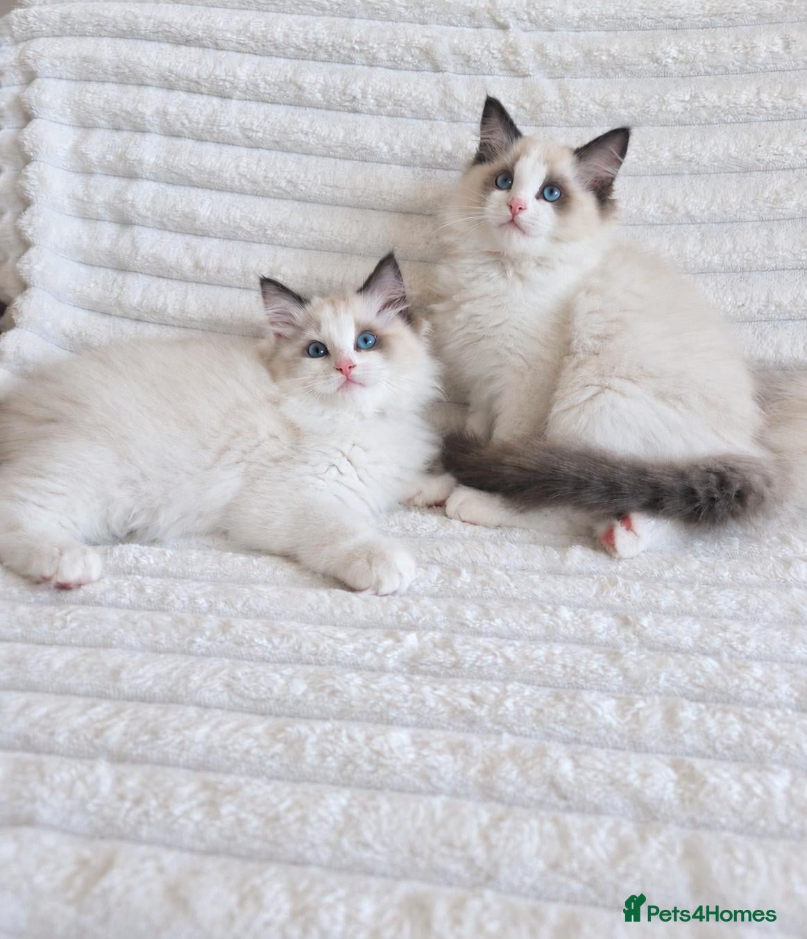 Ragdoll cats 🏆🥇 Last Boy Available ⭐ Premium GCCF Kittens  - Advert 17