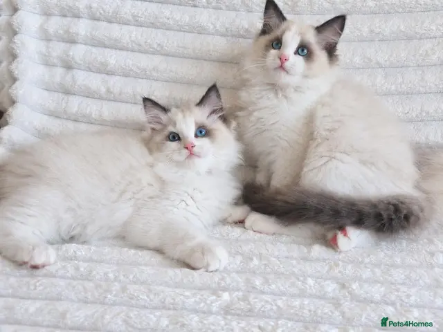 Ragdoll cats for sale: ⭐ Premium GCCF Ragdoll Kittens 🎖🏆 - Advert 10