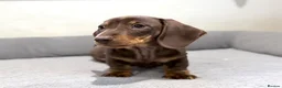 Miniature Dachshund dogs for sale: Quality KC Registered Miniature Dachshund Litter - Advert 3