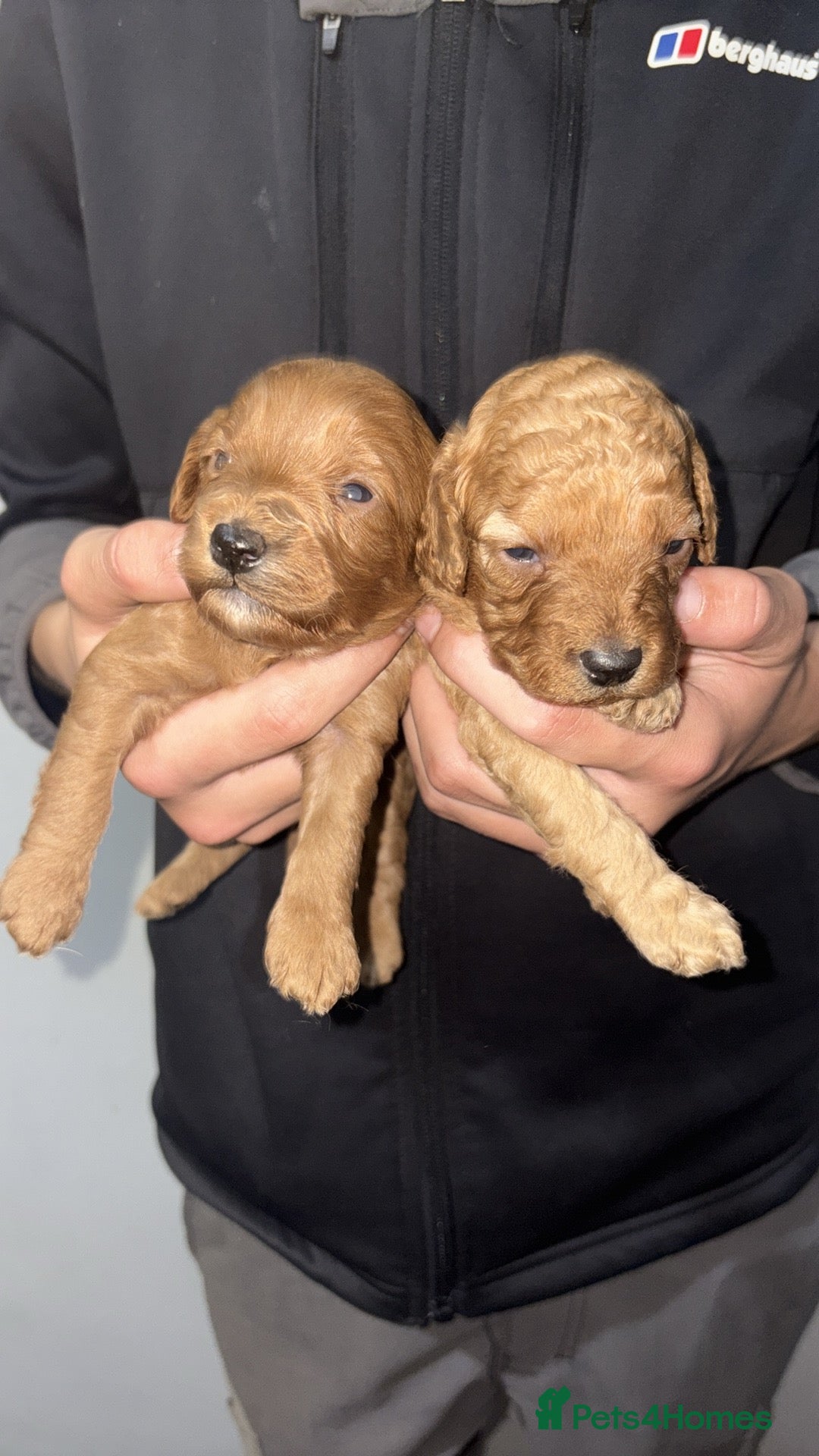 Cockapoo dogs for sale: Gorgeous Red Cockapoo Puppies  - Image 8