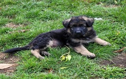 German Shepherd dogs for sale: Superb quality Long coat German Shepherd PuppiesKC - Image 1