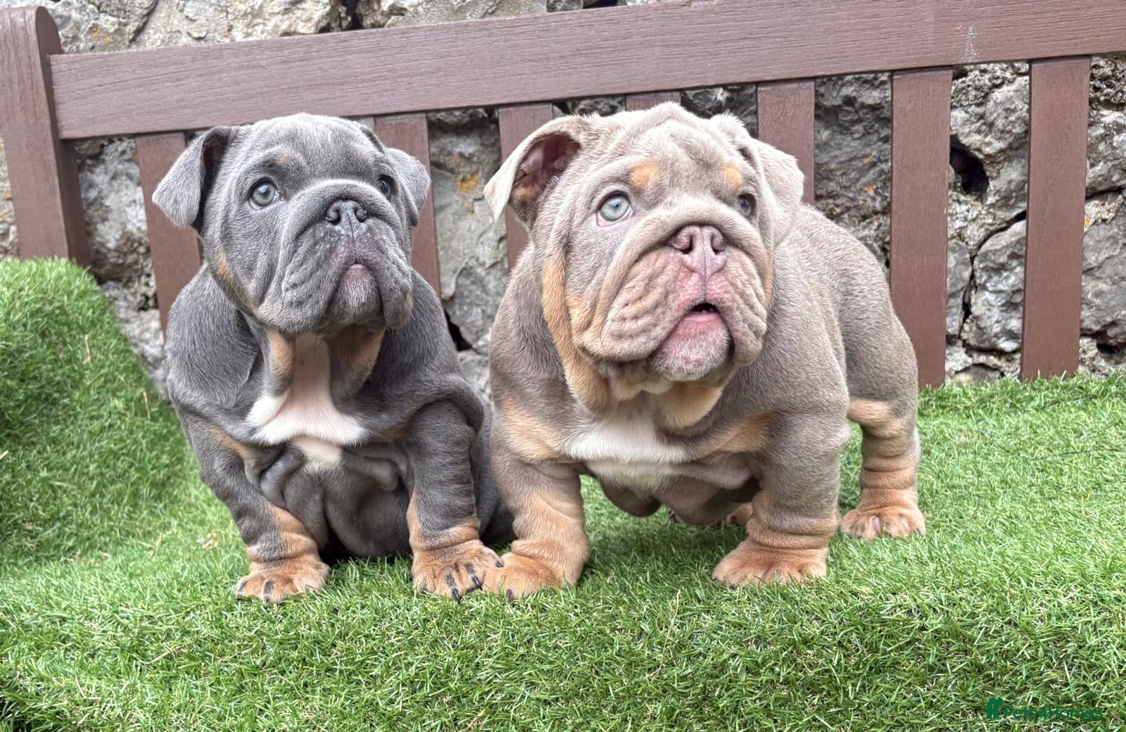 English Bulldog dogs Last female and last male left  💙❤️ - Advert 1