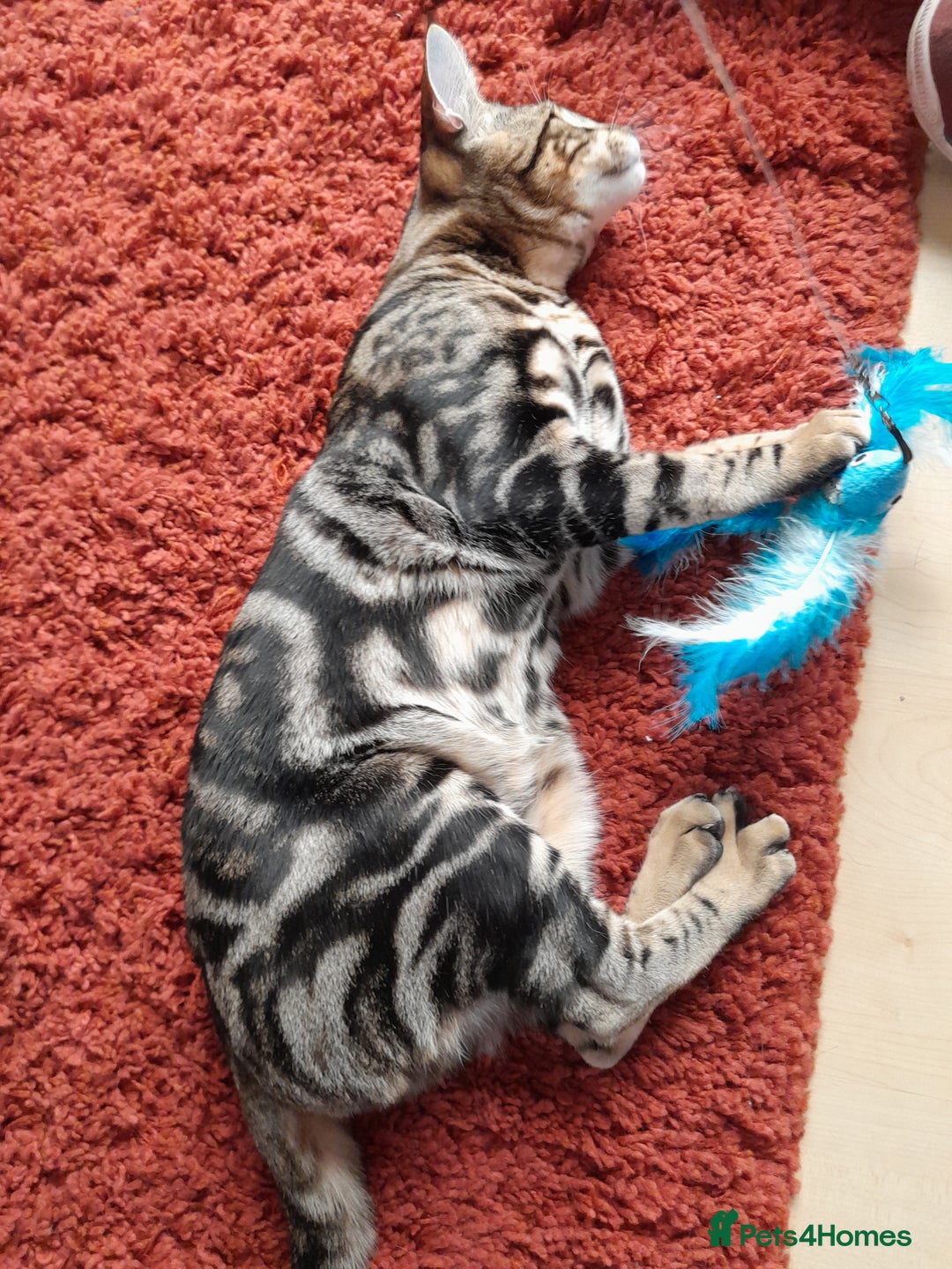 Savannah cats for sale: SOLD Pedigree TICA Reg F5 Savannah Boy Kitten - Image 5