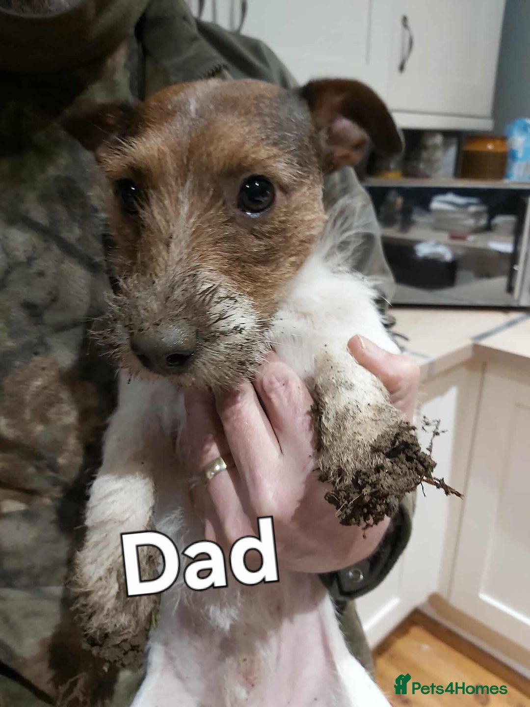 Jack Russell dogs for sale: Jack russle pups for sale - Advert 17