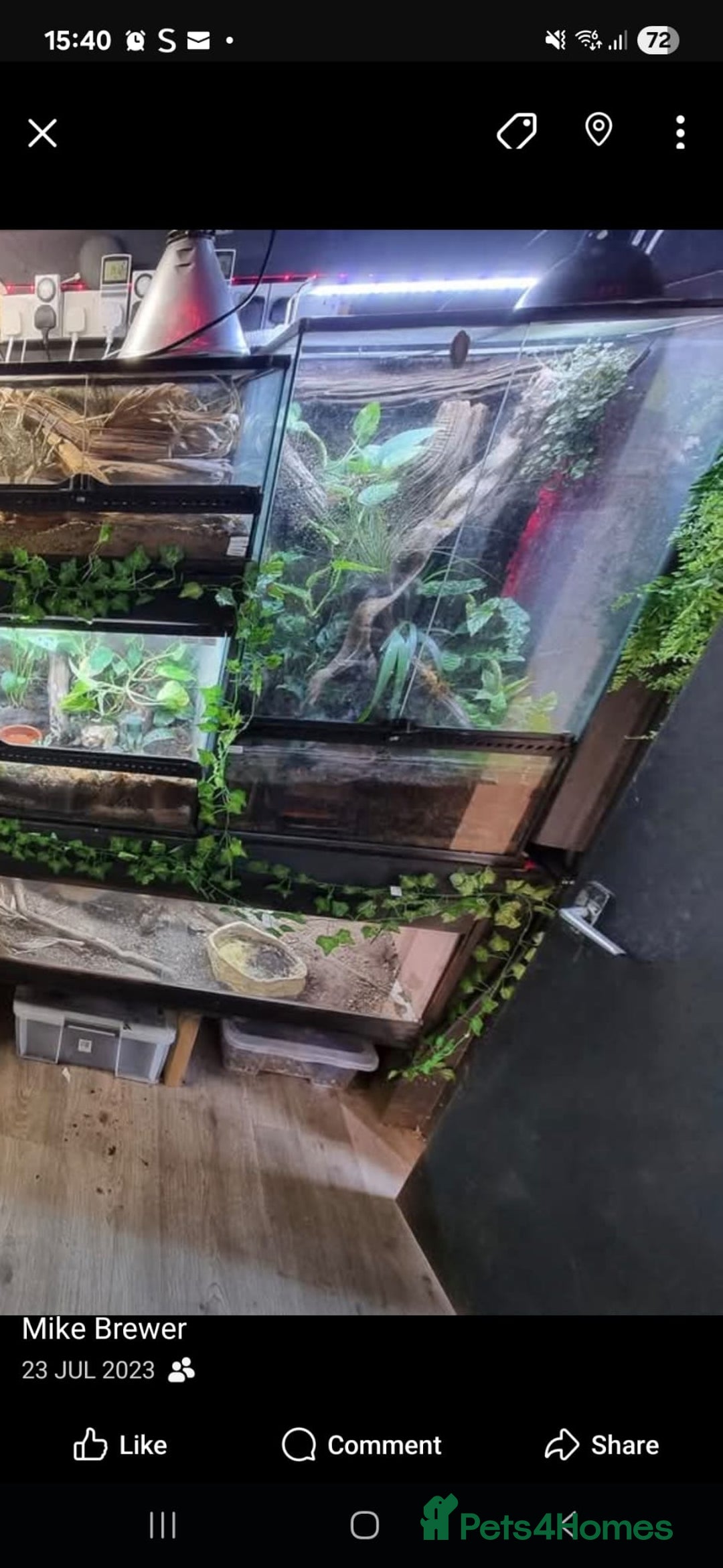 Gecko reptiles for sale: Breeding Pair Standings Day Geckos - Image 2