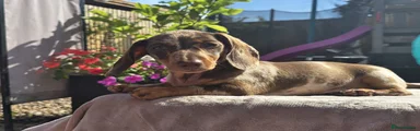 Miniature Dachshund 1