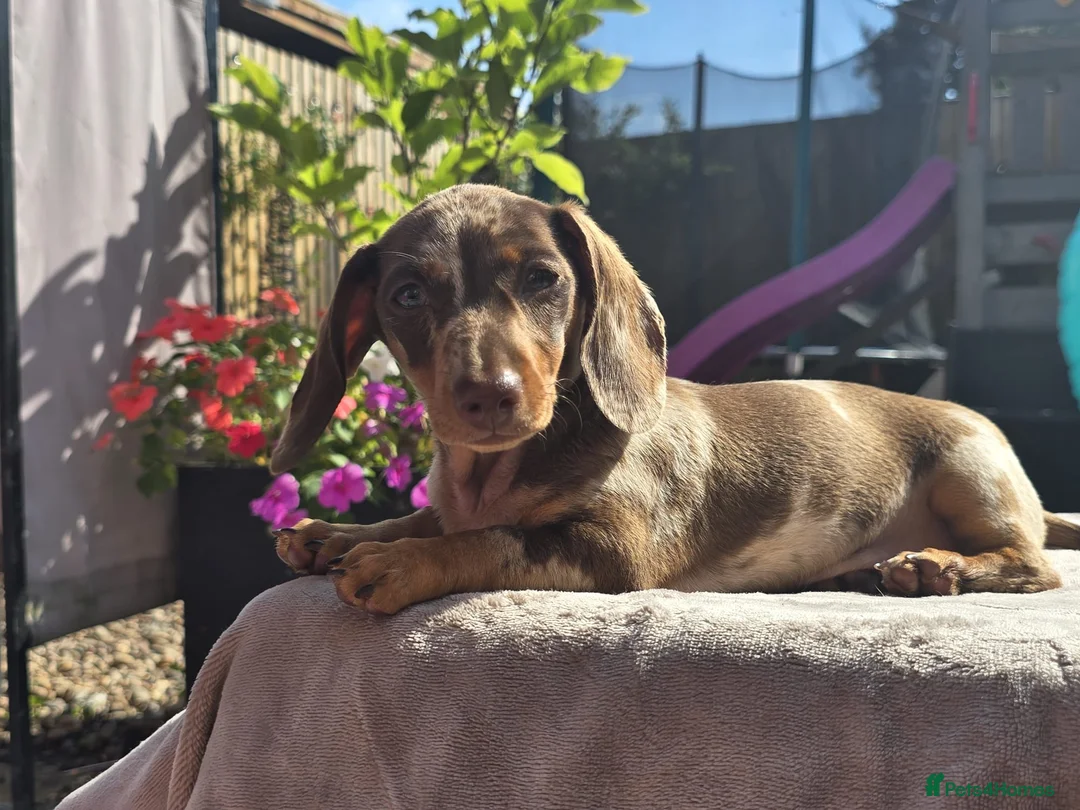 Miniature Dachshund dogs for sale: Pedigree miniature dachshund  - Advert 2