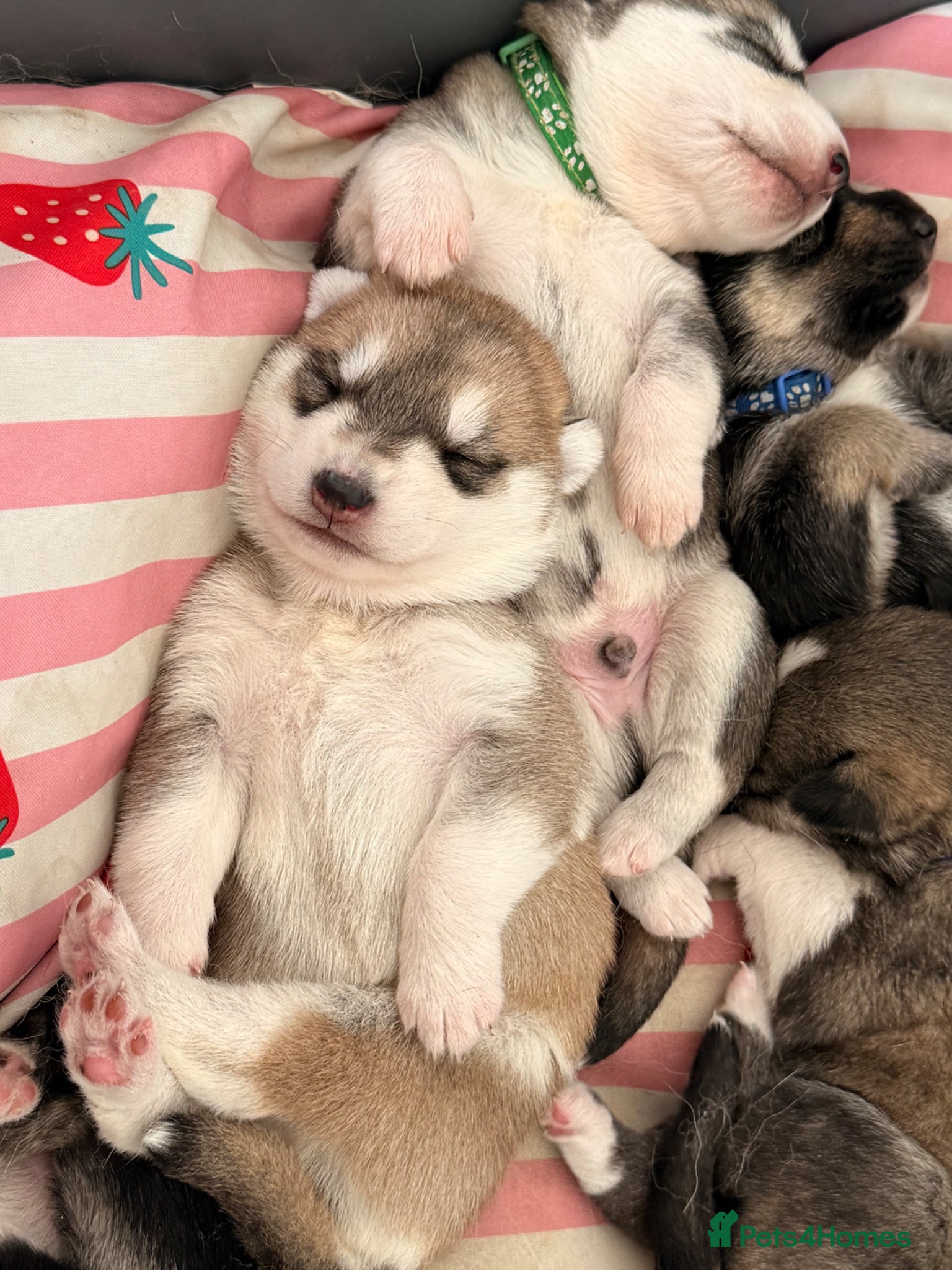 Shepsky dogs for sale: 7 beautiful shepskys in Kirkcaldy - Advert 13