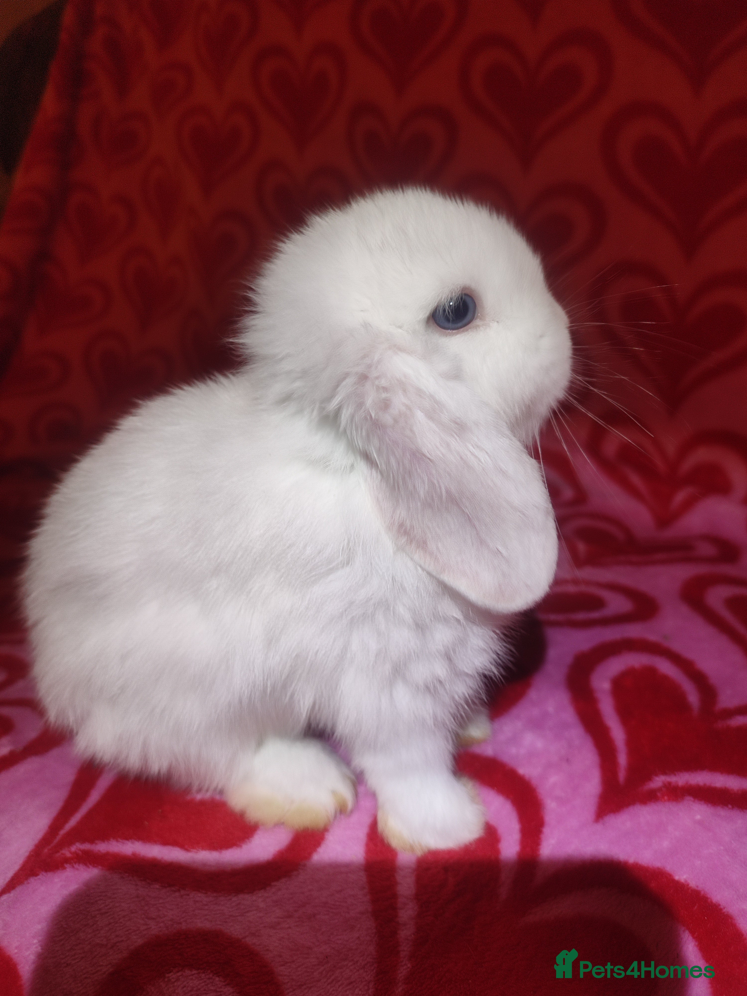 Mini Lop rabbits Gorgeous baby mini lops - Advert 11