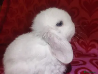 Mini Lop rabbits Gorgeous baby mini lops - Advert 11