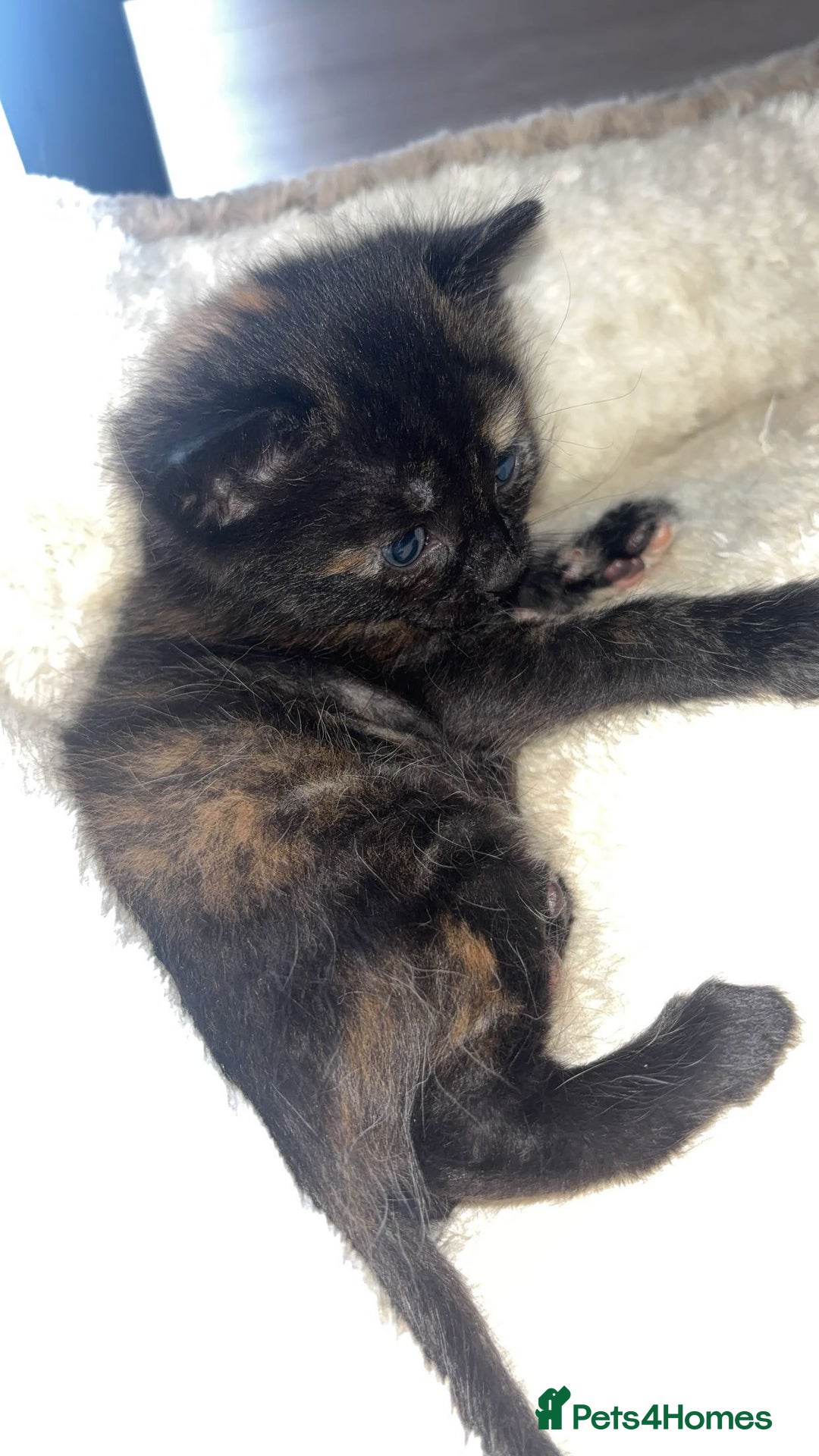 British Longhair cats for sale: 2  black and ginger girls  - Image 7