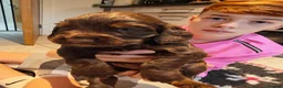 Cocker Spaniel dogs for sale: Chocolate Cocker spaniel pups in Castleford - Advert 11