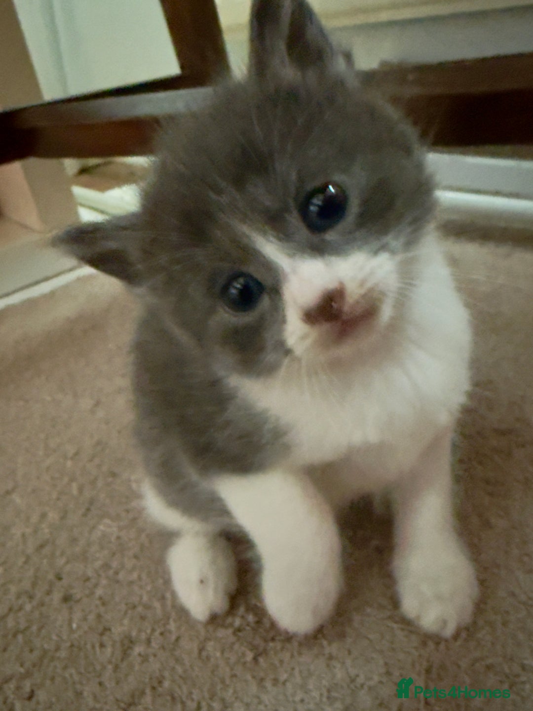 British Shorthair cats for sale: 🐾Turkish Angora × British Blue Kittens Ready Soon - Image 13