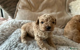 Toy Poodle dogs for stud: Toy Poodle KC - Stud and  fully health tested  - Image 26