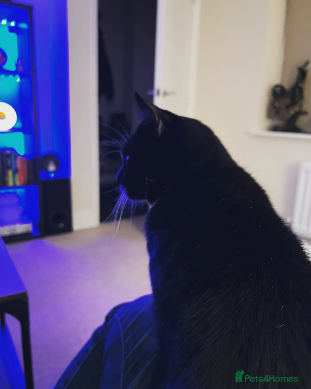 Domestic Shorthair cats for sale: 4 Year Old Moggie Looking For A New Home - Image 2