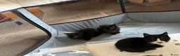 British Shorthair cats for sale: Kittens for sale - Advert 5