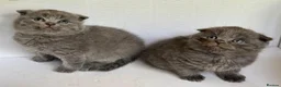 Scottish Fold cats for sale: Scottish Fold - Advert 2
