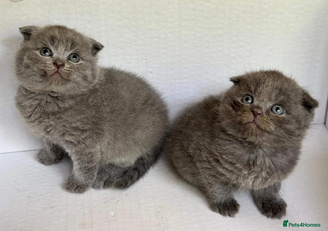 Scottish Fold cats for sale: Scottish Fold - Advert 2