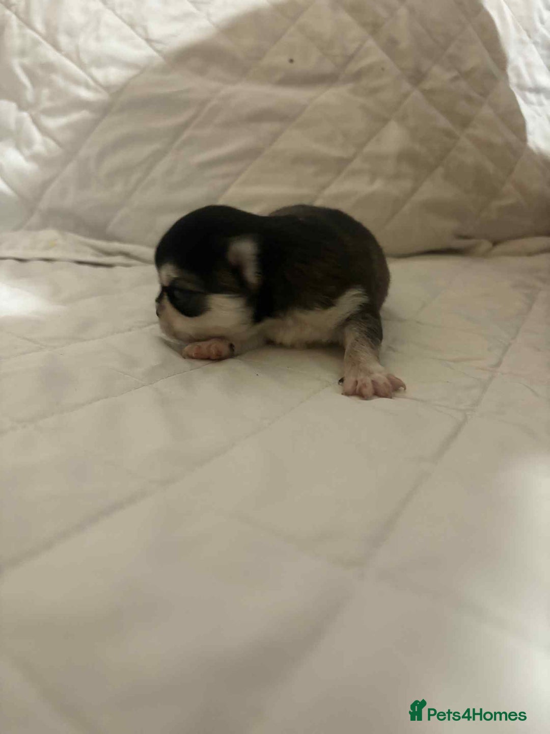 Chihuahua dogs for sale: Very rare long chihuahua for sale  - Advert 5