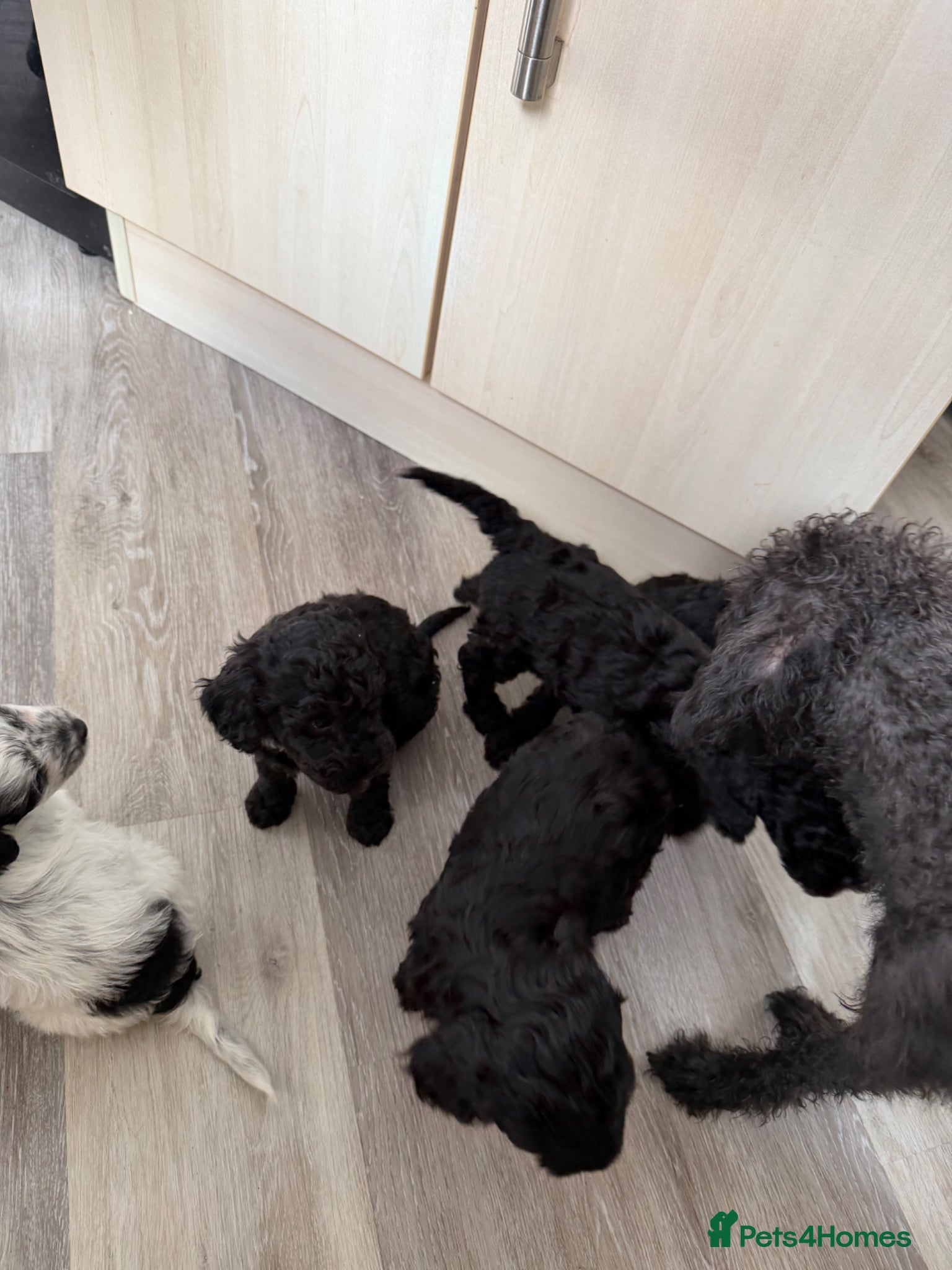 Mixed Breed dogs for sale: Jackapoo Puppies - Advert 10