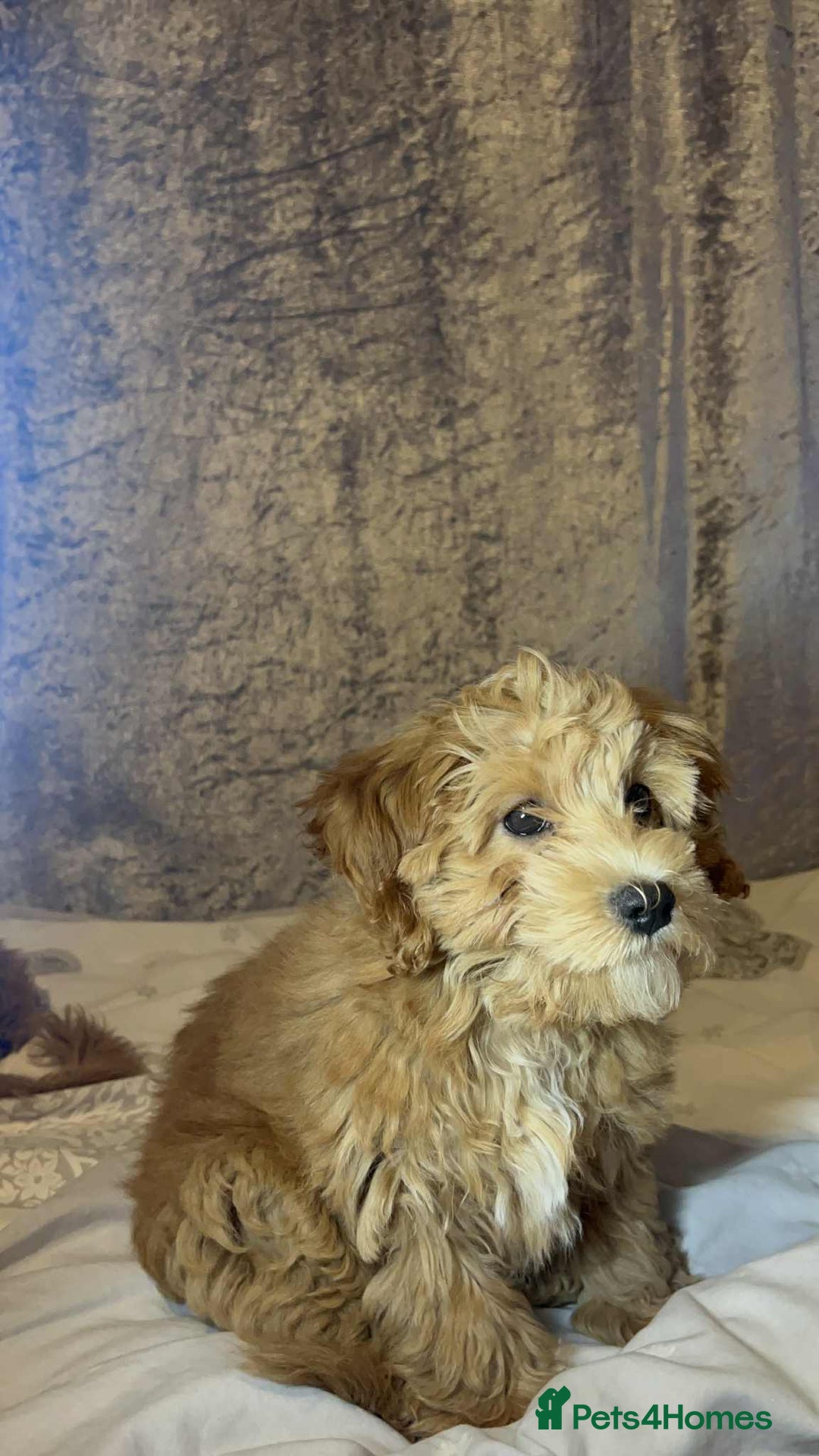 Poochon dogs for sale: 2 Male Poochon looking for loving home - Image 5