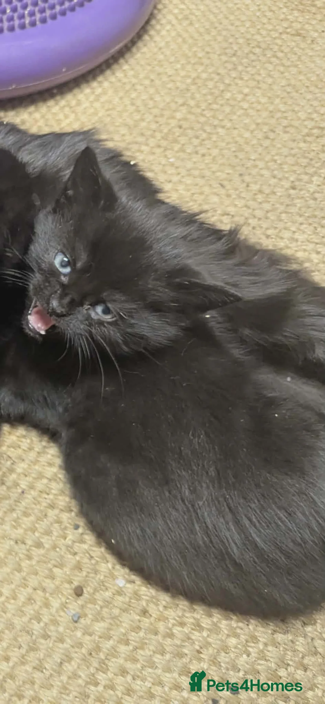 Norwegian Forest Cat cats for sale: Norwegian forest x British long hair kittens - Advert 2