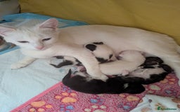 Domestic Shorthair cats for sale: Beautiful kittens ready for their forever home  - Image 5