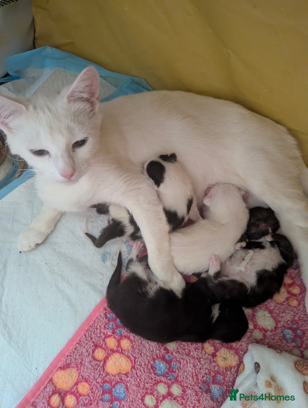 Domestic Shorthair cats for sale: Beautiful kittens ready for their forever home  - Image 5