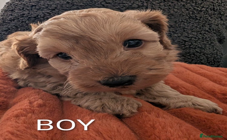 Australian Labradoodle dogs - Advert 1