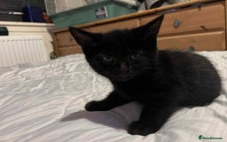 Mixed Breed cats for sale: British short hair cross kitties  - Image 4