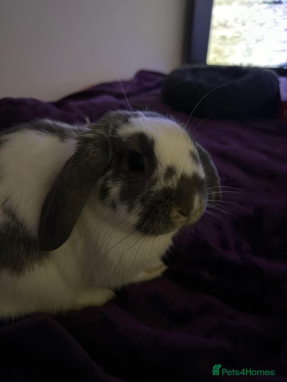 Mini Lop rabbits Rabbits looking for a loving home - Advert 4