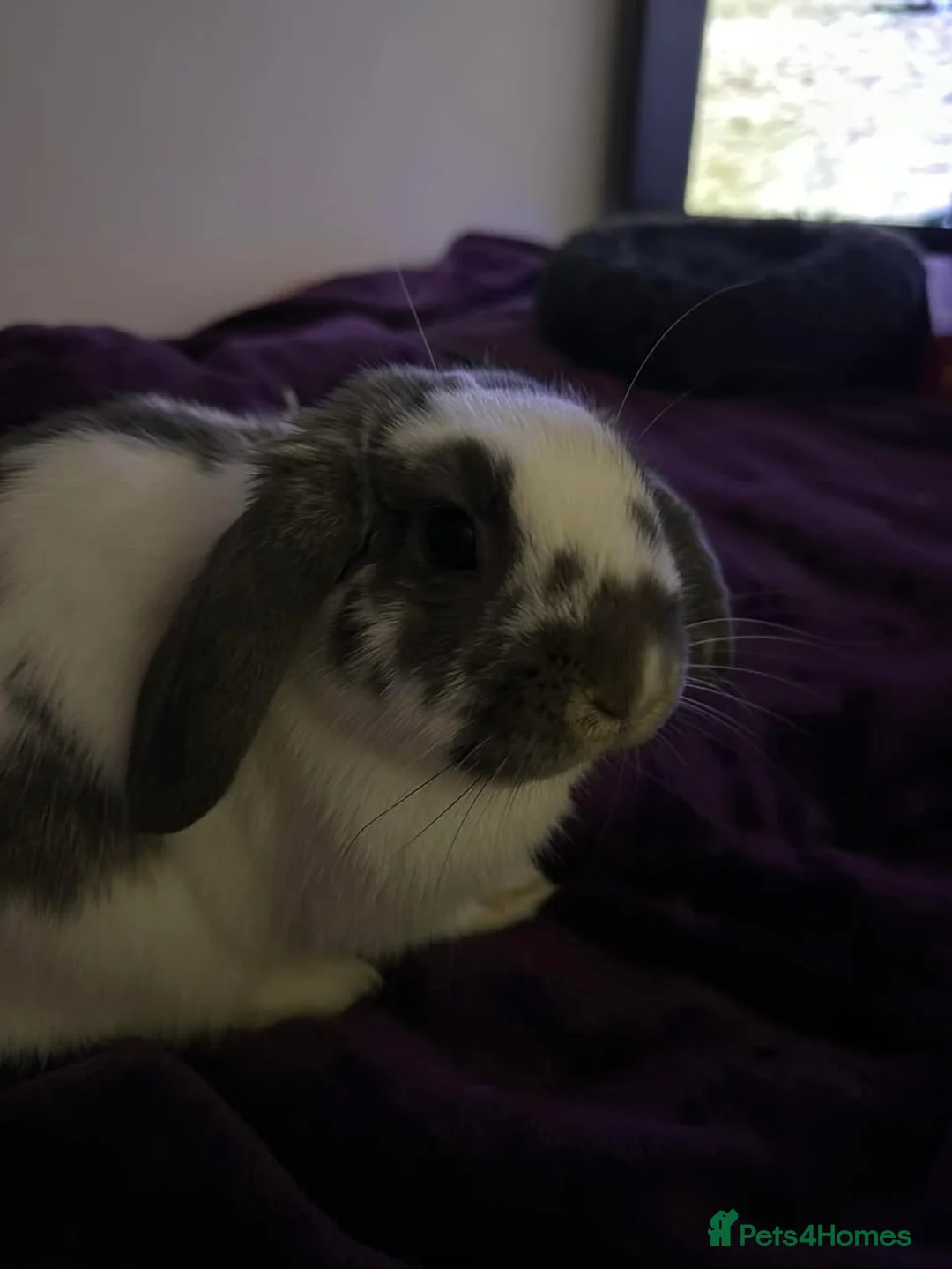 Mini Lop rabbits for sale: Rabbits looking for a loving home - Advert 1