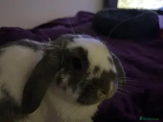Mini Lop rabbits Rabbits looking for a loving home - Advert 4