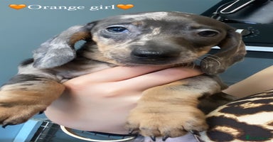 Dachshund dogs - Advert 15