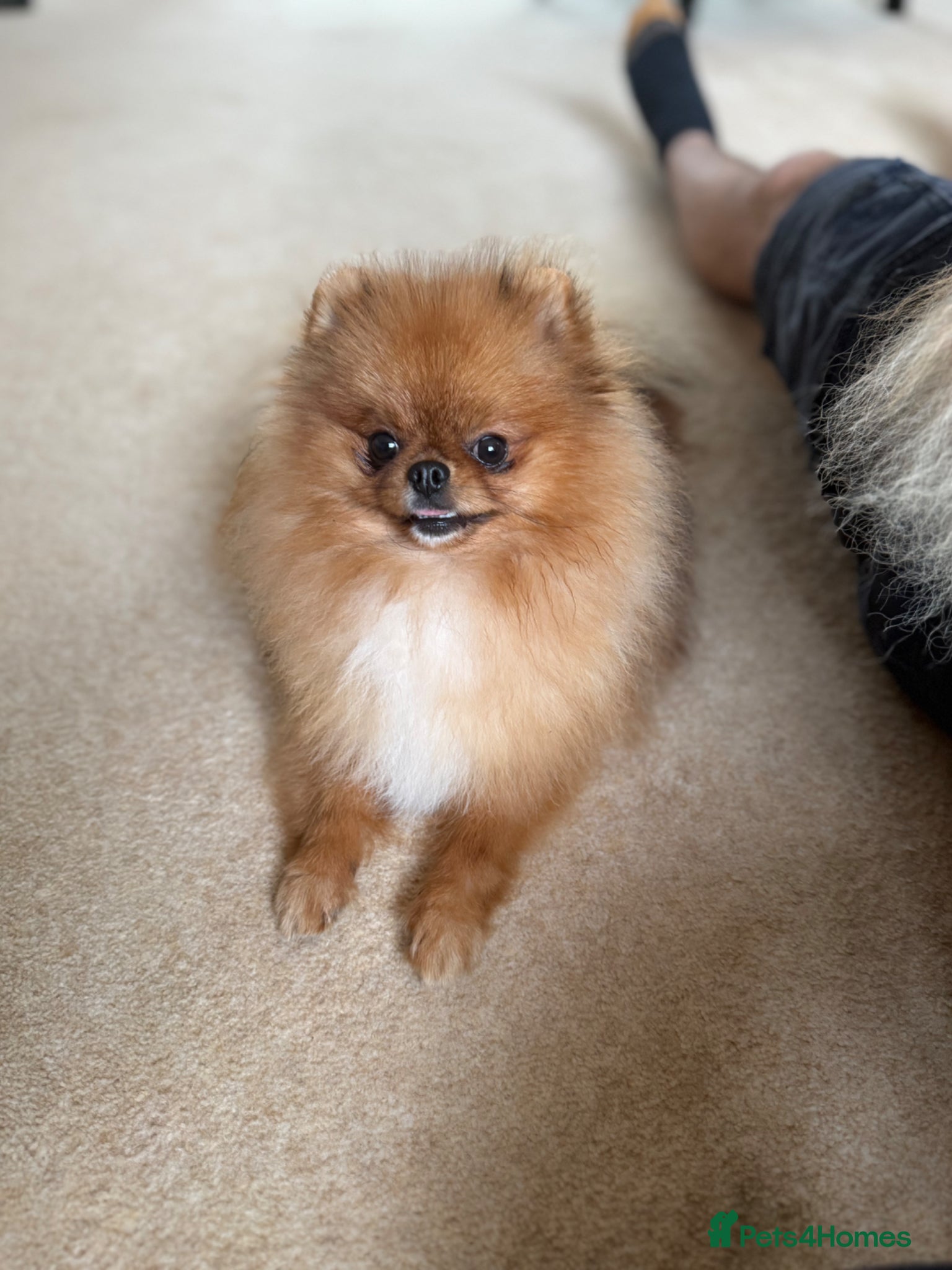 Pomeranian dogs Premium Purebred Pomeranians  - Advert 2