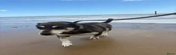 Mixed Breed dogs for adoption: Phillip Norwich Norfolk  - Advert 22